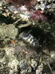 Onchidoris bilamellata