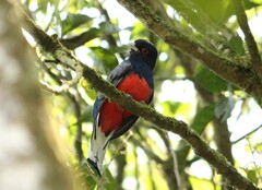 Trogon surrucura