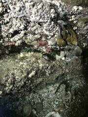 Onchidoris bilamellata