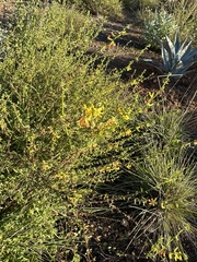 Acmispon glaber glaber