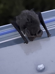Nyctophilus geoffroyi