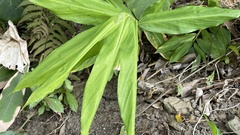Alpinia galanga