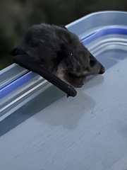 Nyctophilus geoffroyi