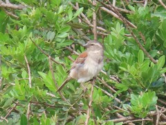 Passer melanurus melanurus