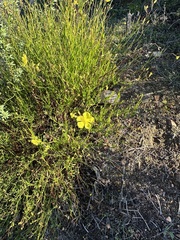 Crocanthemum aldersonii