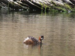 Tachybaptus ruficollis capensis