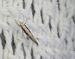 Monopis crocicapitella