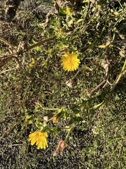 Helminthotheca echioides