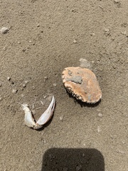 Ovalipes australiensis