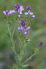 Comesperma retusum