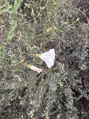 Calystegia macrostegia