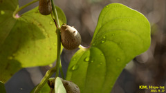Dioscorea japonica