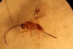 Diachasmimorpha longicaudata