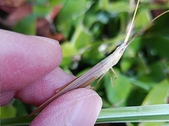 Gonista bicolor