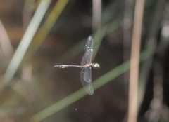 Hemicordulia continentalis