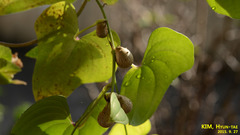Dioscorea japonica