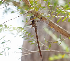 Austrocordulia refracta