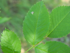 Rosa subcanina