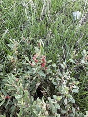 Atriplex semibaccata