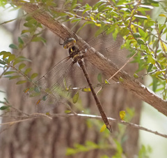 Austrocordulia refracta