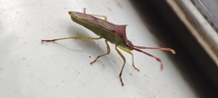 Plinachtus imitator