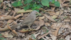 Argya striata