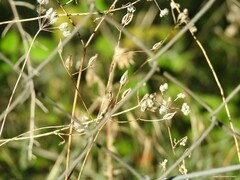 Crepis vesicaria