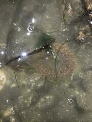 Urticina clandestina