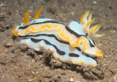 Chromodoris michaeli