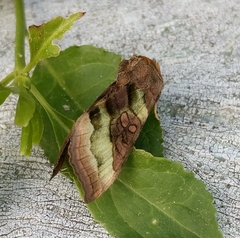 Diachrysia chrysitis