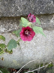 Alcea