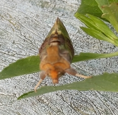 Diachrysia chrysitis