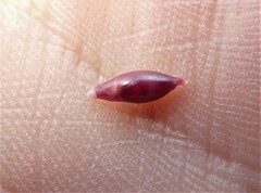 Simnia spelta