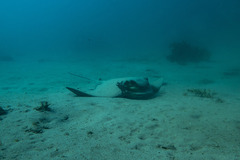 Myliobatis tenuicaudatus