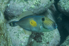 Meuschenia freycineti