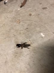 Gryllotalpa australis