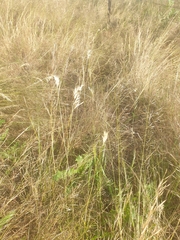 Rytidosperma tenuius