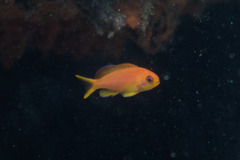 Pseudanthias squamipinnis
