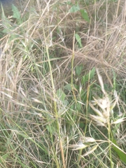 Rytidosperma tenuius