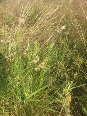 Rytidosperma tenuius