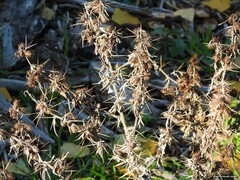 Xanthium spinosum