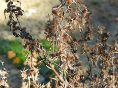 Xanthium spinosum