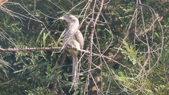 Ocyceros birostris