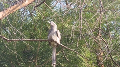 Ocyceros birostris