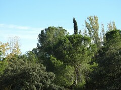Quercus rotundifolia