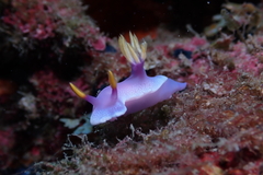 Hypselodoris apolegma