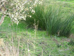 Foeniculum vulgare