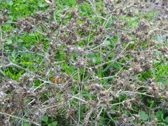 Centaurea calcitrapa