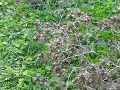 Centaurea calcitrapa