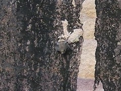 Taphozous georgianus